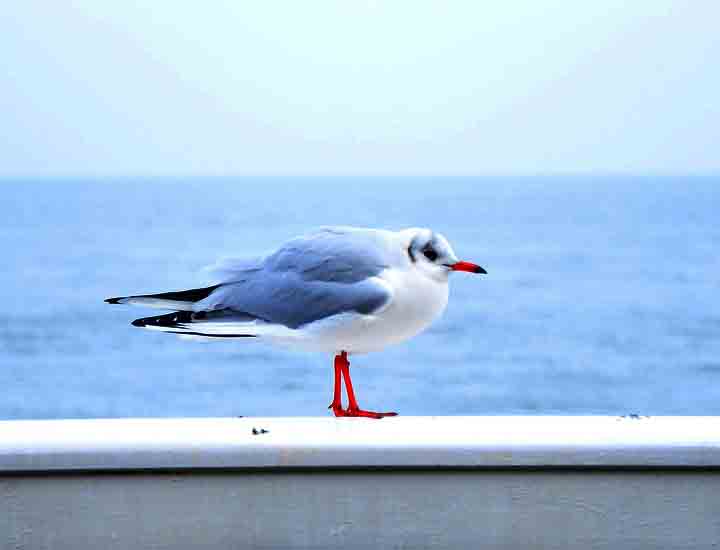 加强版给力的呼死你网页版